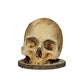 (🎃Hot Sale Promotion🎃 )Gothic Skull Knife Holder